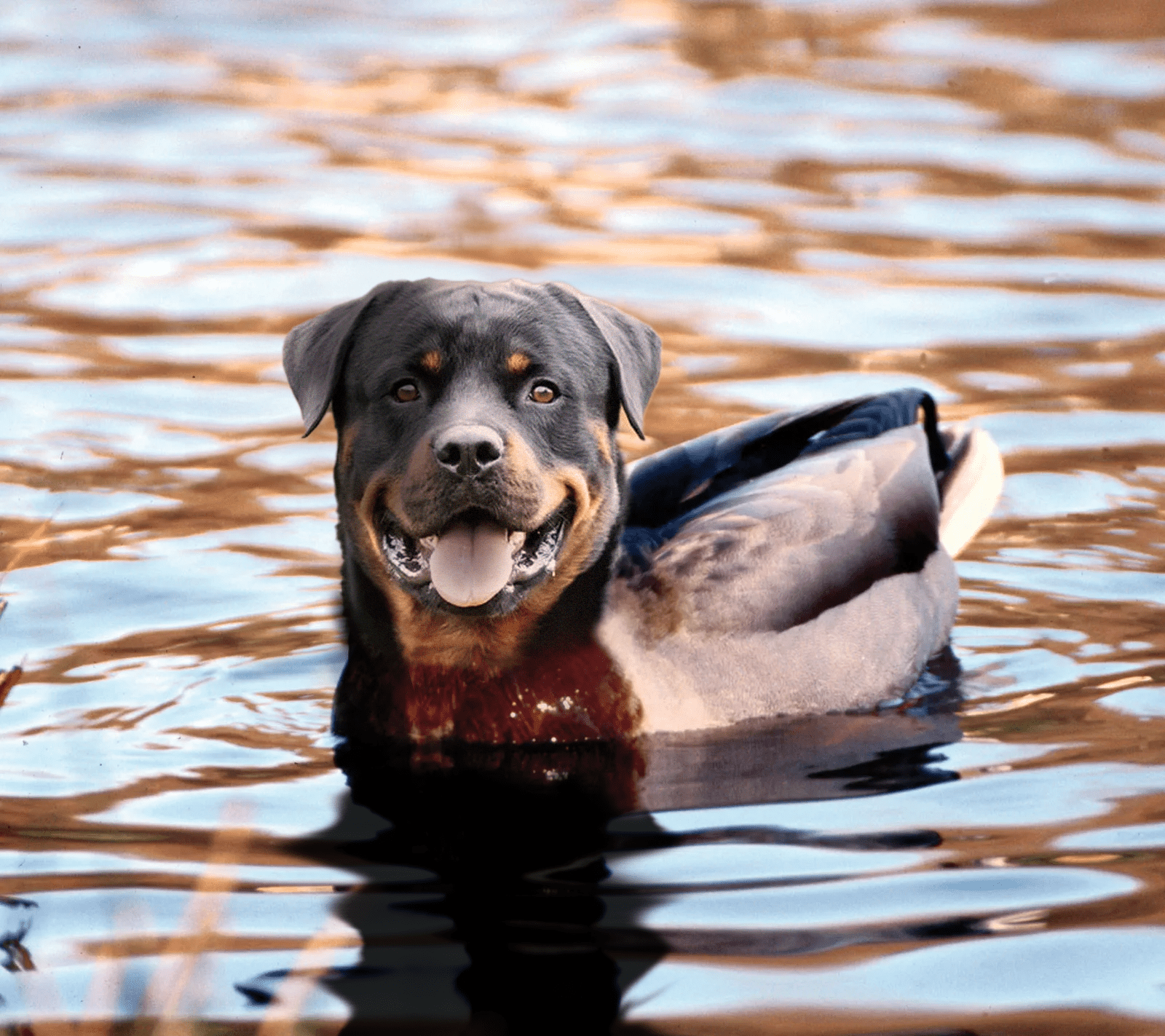 max_hes_vergeten_dier_roteend2